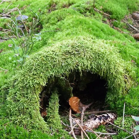 Ringhotel Siegfriedbrunnen Hotel Grasellenbach